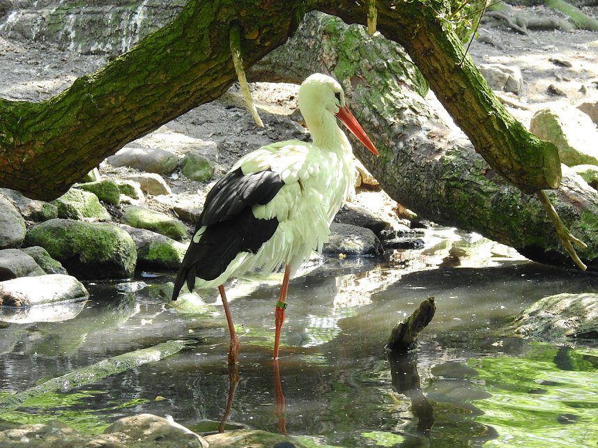 Peter Blei unterwegs in K&ouml;then