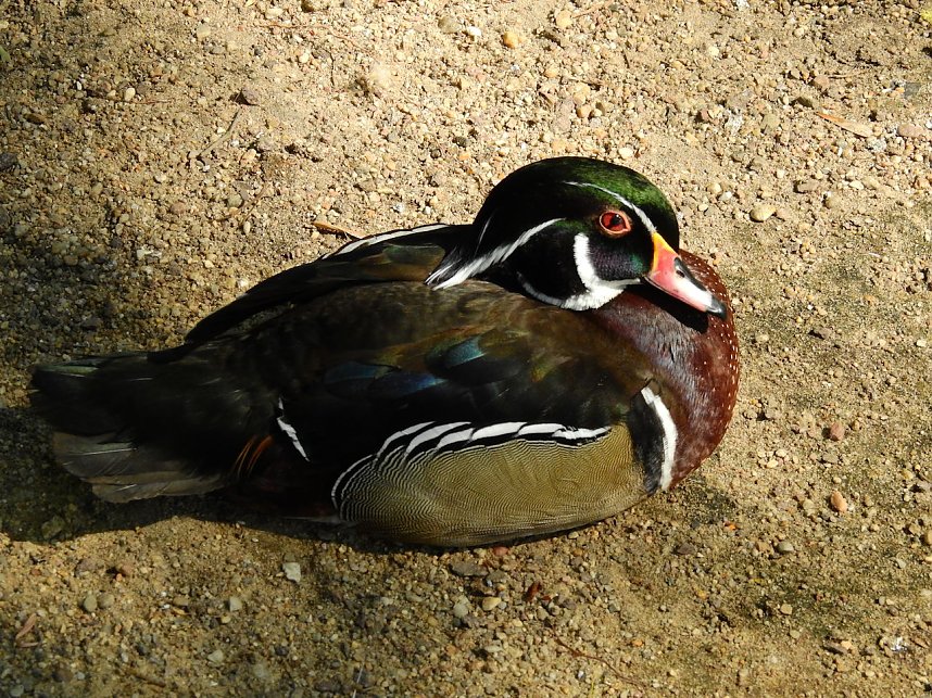 Peter Blei unterwegs in K&ouml;then