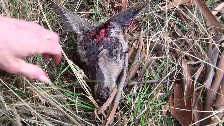 Grausame Jagd auf K&auml;ngurus