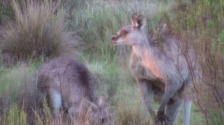 Grausame Jagd auf K&auml;ngurus