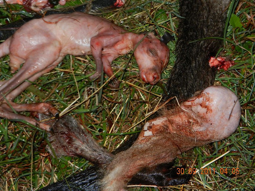 Grausame Jagd auf K&auml;ngurus