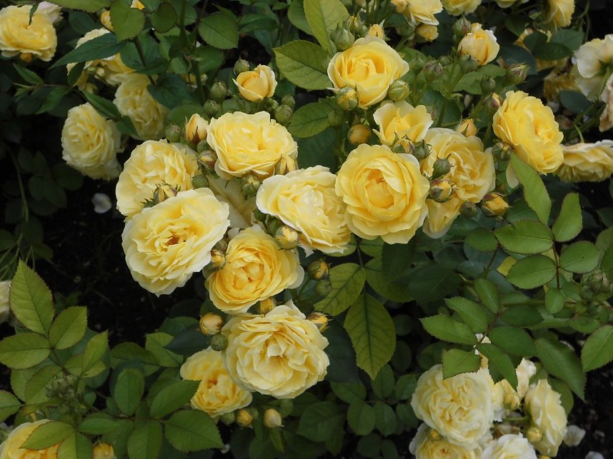 Besuch im Rosengarten in Bad Langensalza