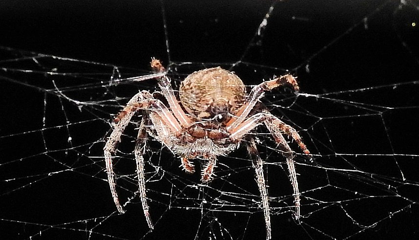 Spinnen im Mondschein am Goitzsche See