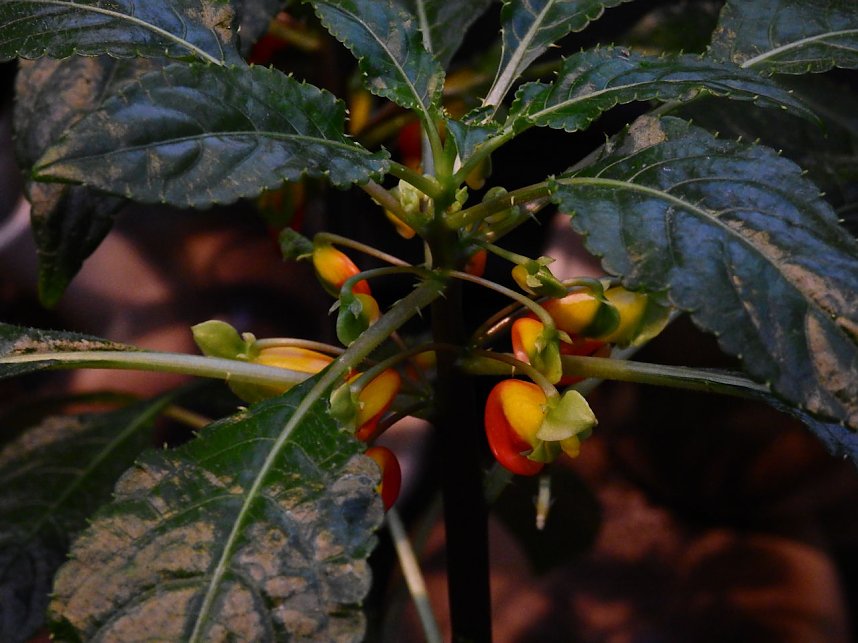 25 Jahre Keramikscheune Spickendorf