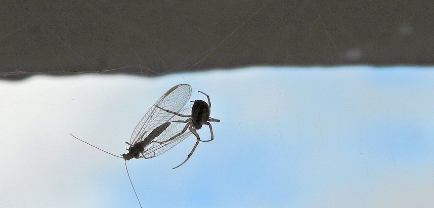 Der Kampf ums &Uuml;berleben