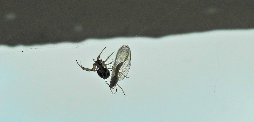 Der Kampf ums &Uuml;berleben