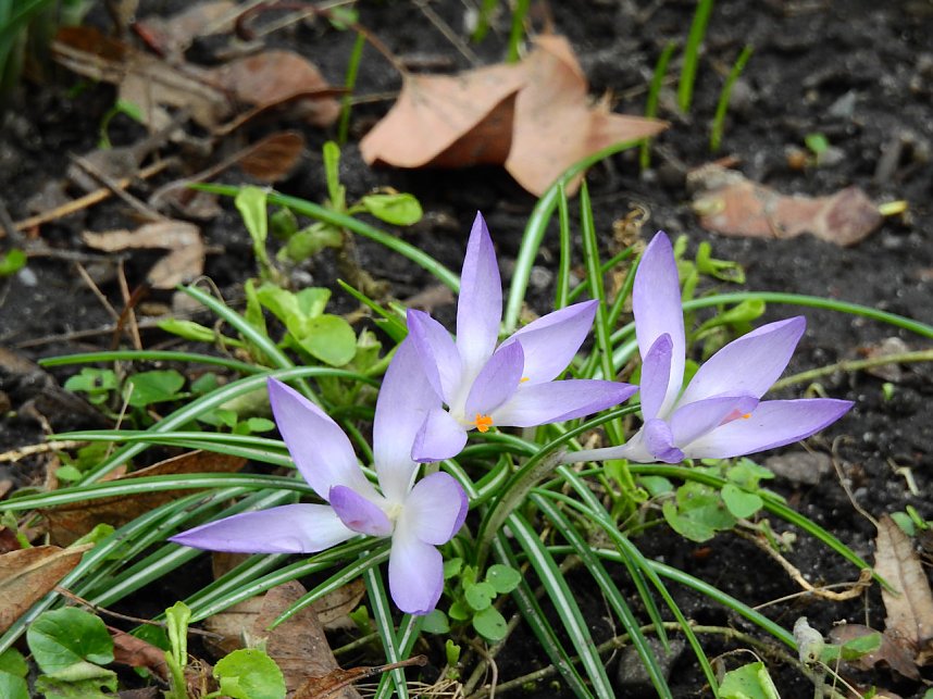 Spuren des Fr&uuml;hlings