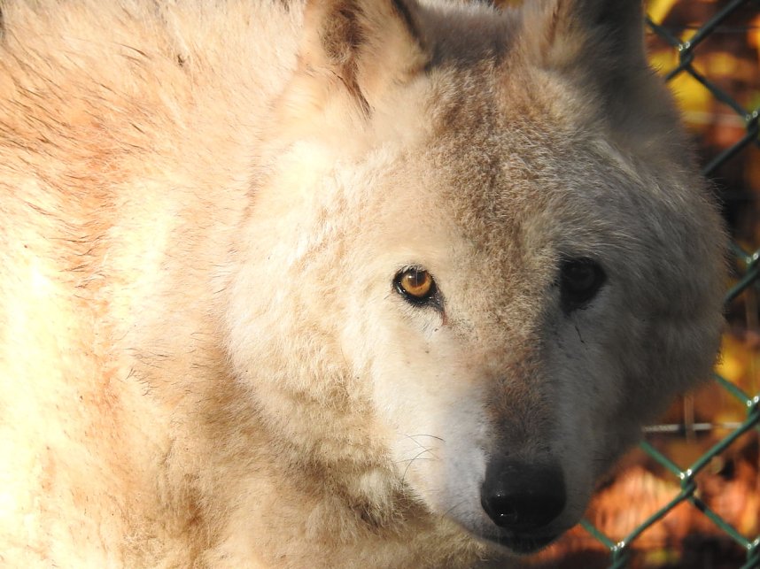 Peter Blei im B&auml;renpark Worbis