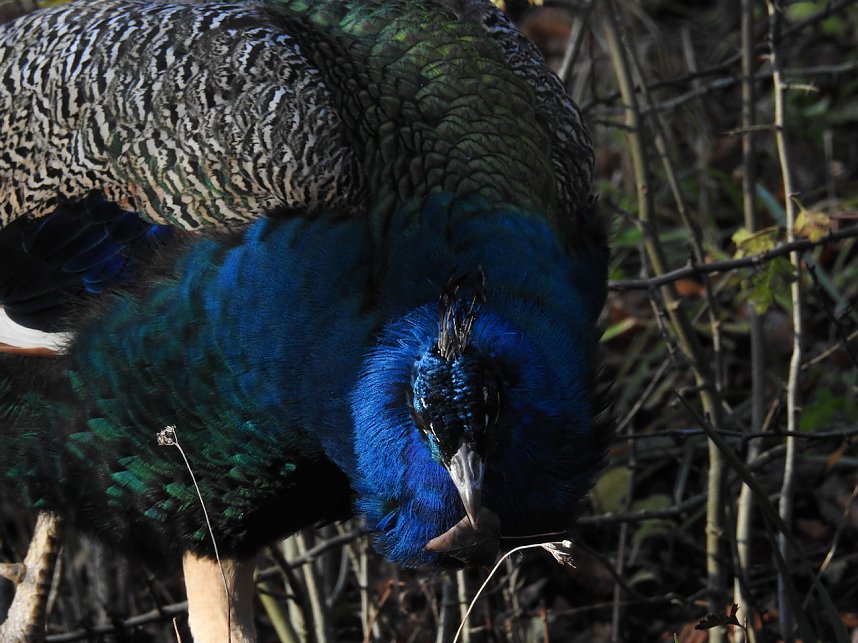 Peter Blei im B&auml;renpark Worbis