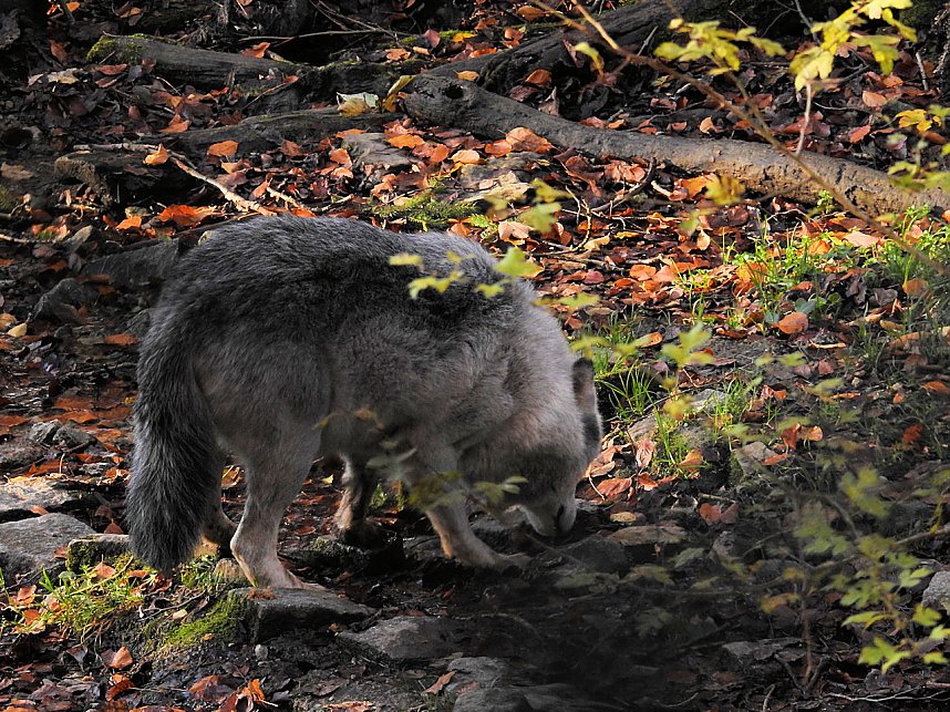 Peter Blei im B&auml;renpark Worbis