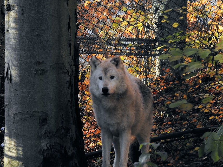 Peter Blei im B&auml;renpark Worbis