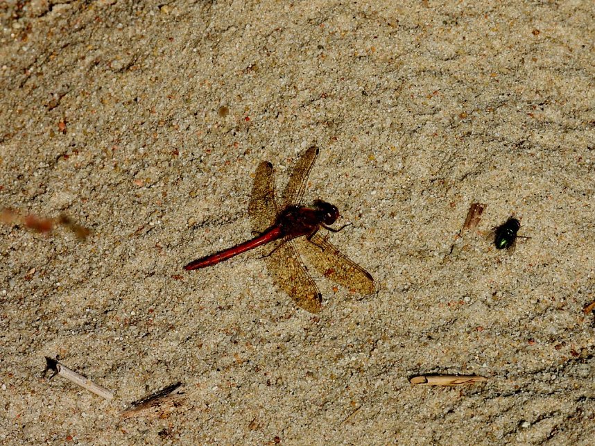 Peter Blei am Muldestausee