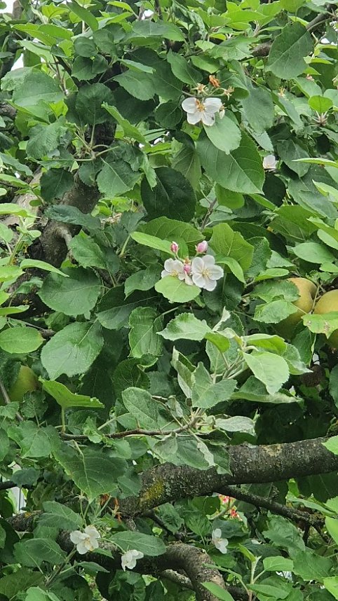 Apfelbaum in S&uuml;lzhayn