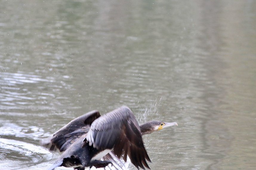 Kormorane in Nordhausen im Stadtpark 