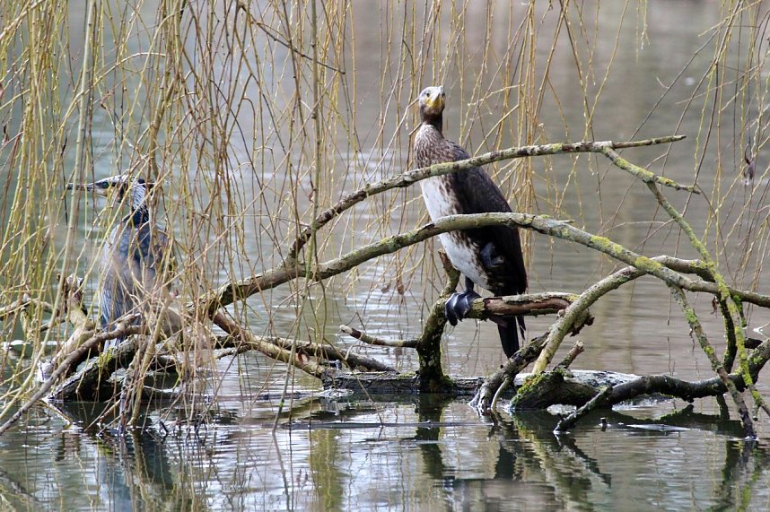 Kormorane in Nordhausen im Stadtpark 