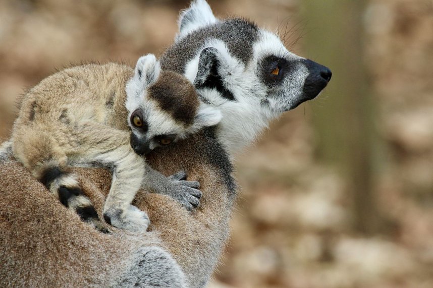 Besuch im Affenpark Strau&szlig;berg