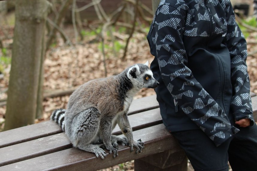 Besuch im Affenpark Strau&szlig;berg