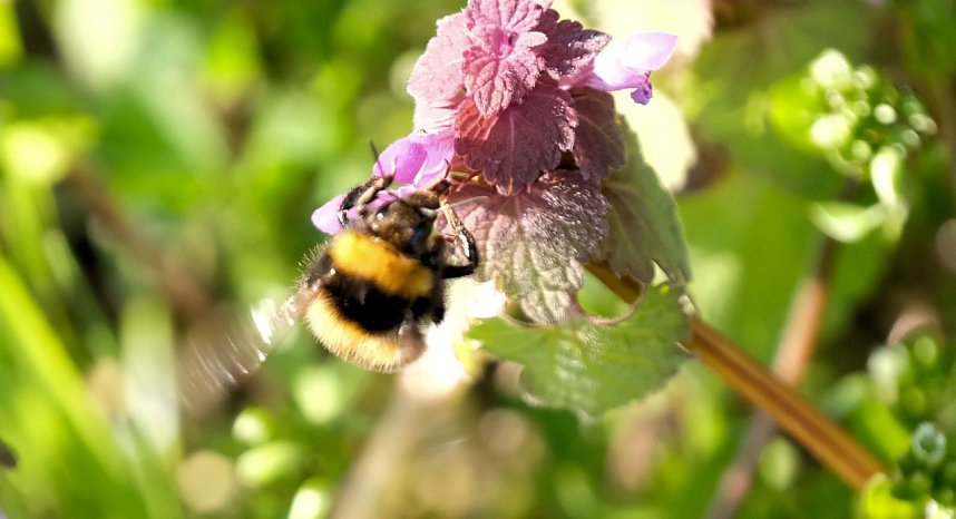 Summender Fr&uuml;hling 