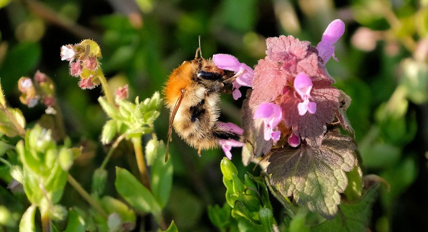 Summender Fr&uuml;hling 