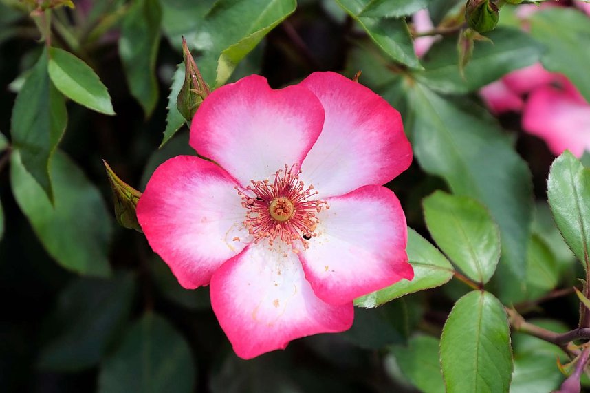 Kr&ouml;nung der Rosenk&ouml;nigin in Sangerhausen