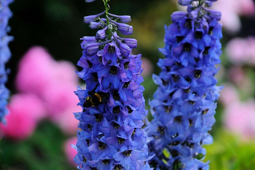 Kr&ouml;nung der Rosenk&ouml;nigin in Sangerhausen