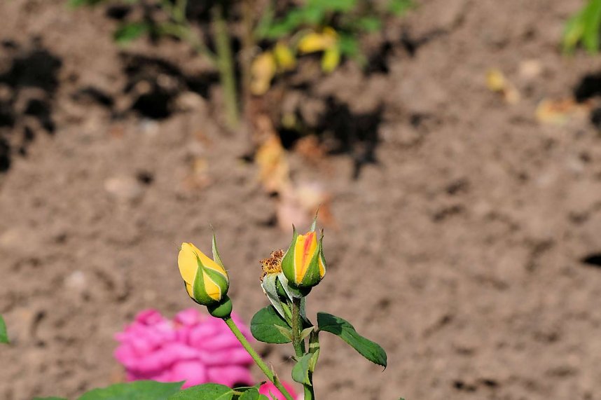 Kr&ouml;nung der Rosenk&ouml;nigin in Sangerhausen