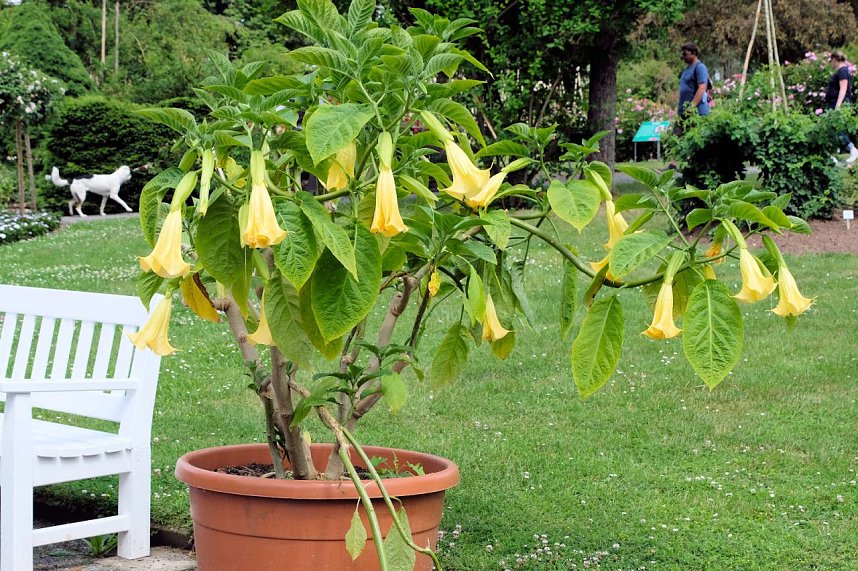 Kr&ouml;nung der Rosenk&ouml;nigin in Sangerhausen