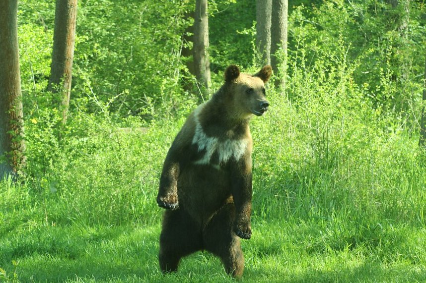 Ukrainische B&auml;renwelpen in Worbis