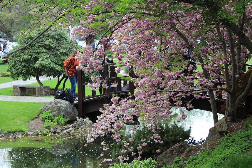 Kodomo No Hi, das Kinderfest, heute Nachmittag im Japanischen Garten