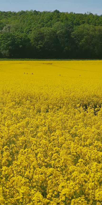 Ausgeb&uuml;chste Kuh eingefangen