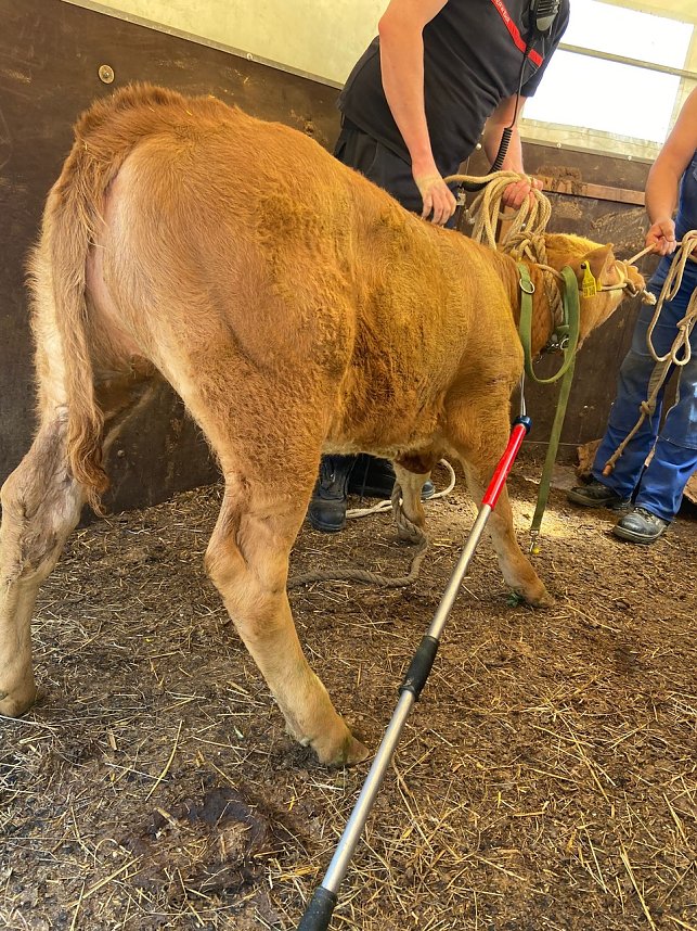 Ausgeb&uuml;chste Kuh eingefangen