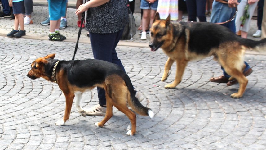 Impressionen vom Festumzug 
