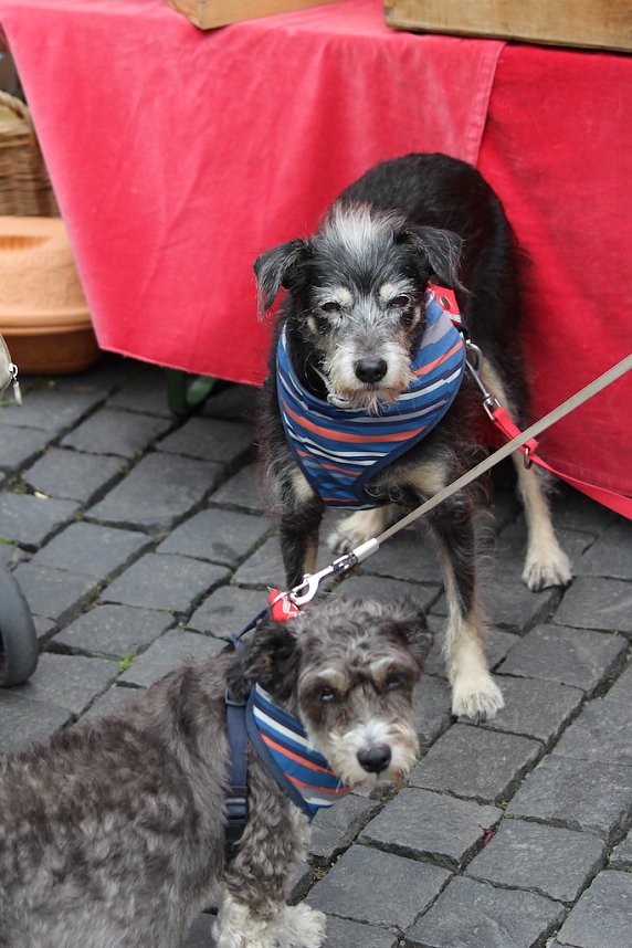 Impressionen vom Mittelalterstadtfest