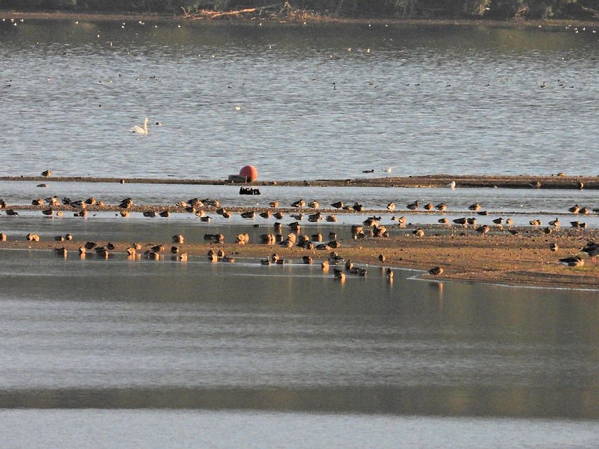 Beobachtungen am Kelbraer Stausee