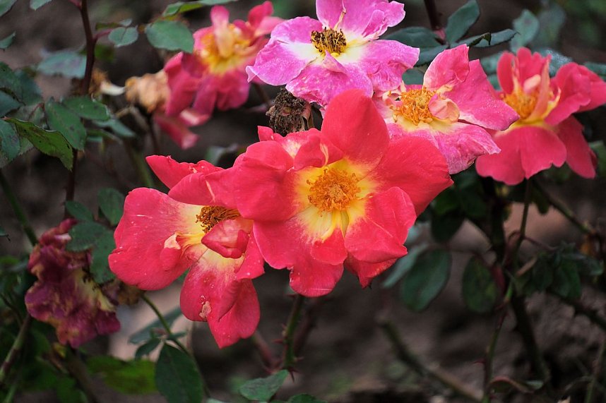 Saisonabschluss im Rosarium