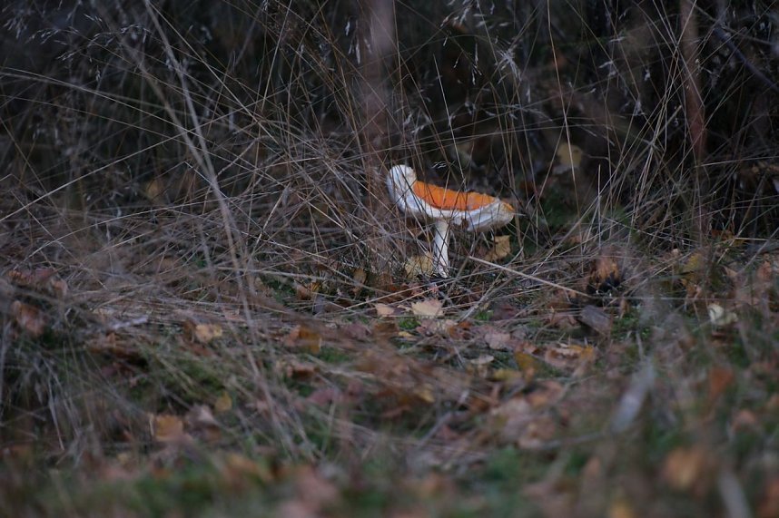 Peter Blei unterwegs im Harz
