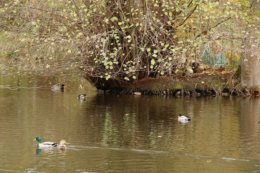 Wo ist all das Wasser hin? - Trockenheit und Niedrigwasser haben das Jahr bestimmt