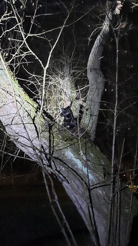 Ausgeb&uuml;chster Hund besch&auml;ftigte gestern 25 Rettungskr&auml;fte