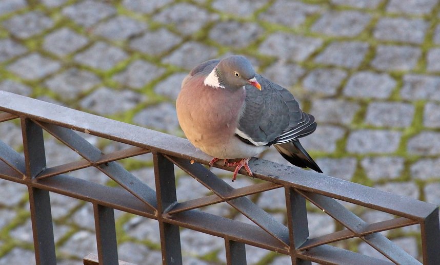 Die Ringeltaube lebt in Parks und an Feldr&auml;ndern. Tauben sind intelligente V&ouml;gel, sie verdienen einen "gesunden" Lebensraum 
