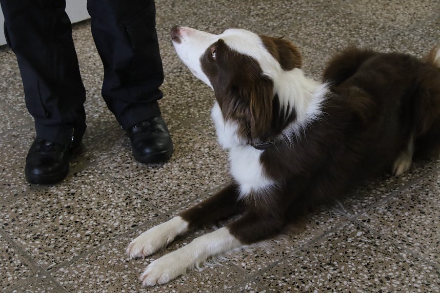 Besuch bei der Nordh&auml;user Hundestaffel