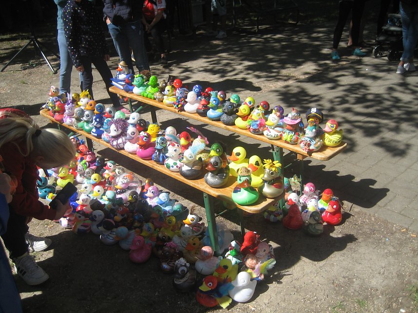 Entenrennen in Bad Langensalza