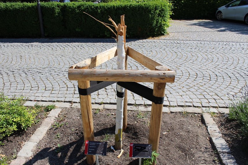 Zerst&ouml;rte B&auml;ume im Kurpark