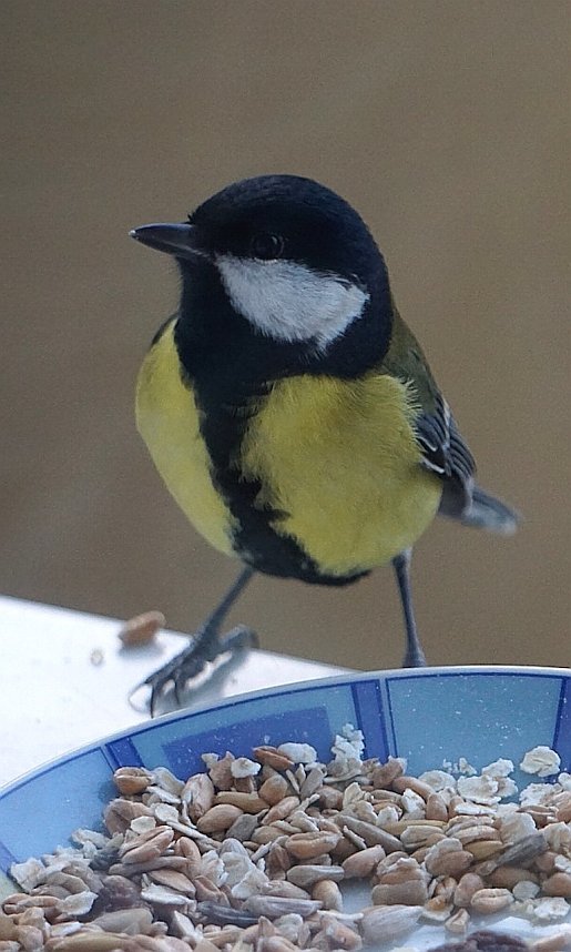 Kohlmeisen freuen sich &uuml;ber eine F&uuml;tterung im Winter