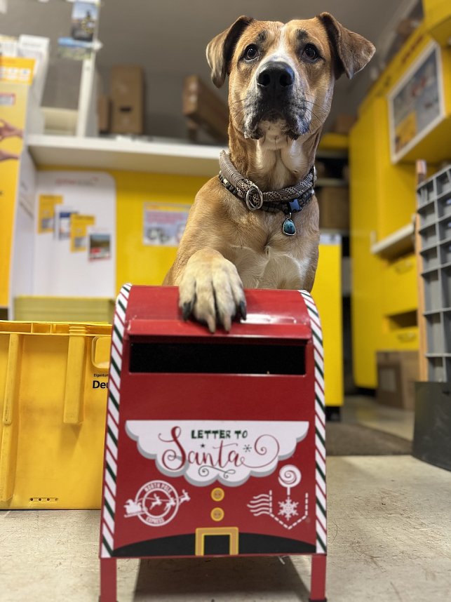 Nelli bewacht die Wunschzettel