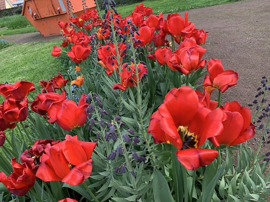 Florale Impressionen aus Bad Langensalza 