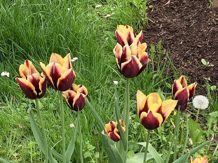 Florale Impressionen aus Bad Langensalza 