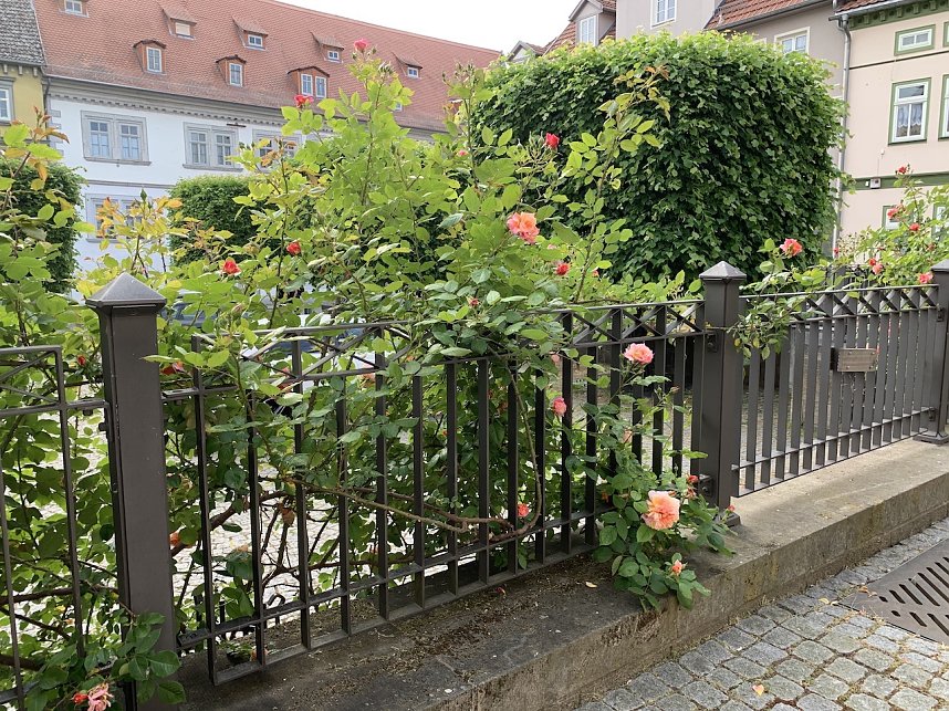 Florale Impressionen aus Bad Langensalza 