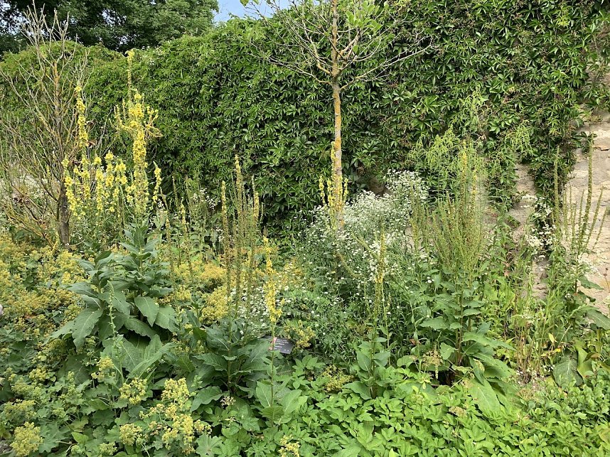 Florale Impressionen aus Bad Langensalza 