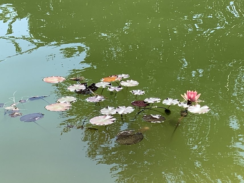 Florale Impressionen aus Bad Langensalza 