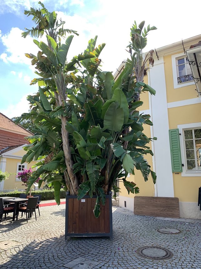 Florale Impressionen aus Bad Langensalza 